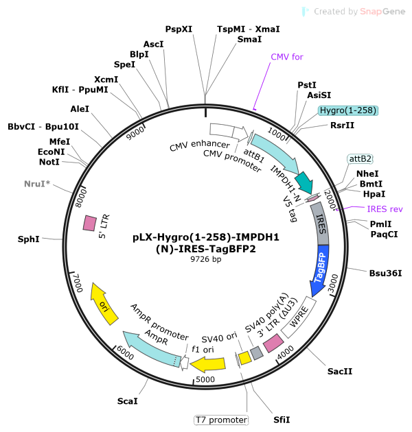 Vector Map of pLX-Hygro(1-258)-IMPDH1(N)-IRES-TagBFP2