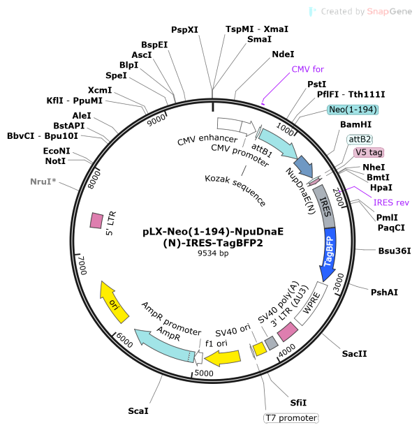 Vector Map of pLX-Neo(1-194)-NpuDnaE(N)-IRES-TagBFP2