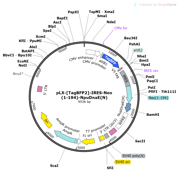 Vector Map of pLX-[TagBFP2]-IRES-Neo(1-194)-NpuDnaE(N)