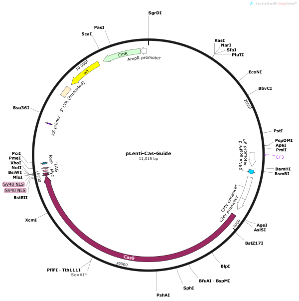 Vector Map of pLenti-Cas-Guide