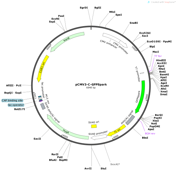 Vector Map of pCMV3-C-GFPSpark