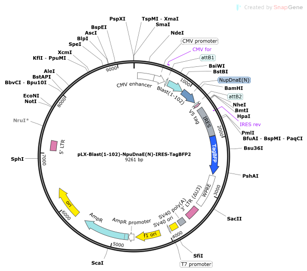 Vector Map of pLX-Blast(1-102)-NpuDnaE(N)-IRES-TagBFP2