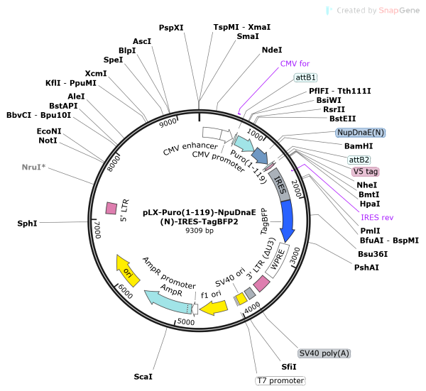 Vector Map of pLX-Puro(1-119)-NpuDnaE(N)-IRES-TagBFP2