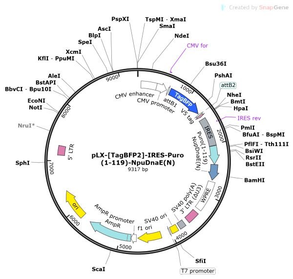 Vector Map of pLX-[TagBFP2]-IRES-Puro(1-119)-NpuDnaE(N)