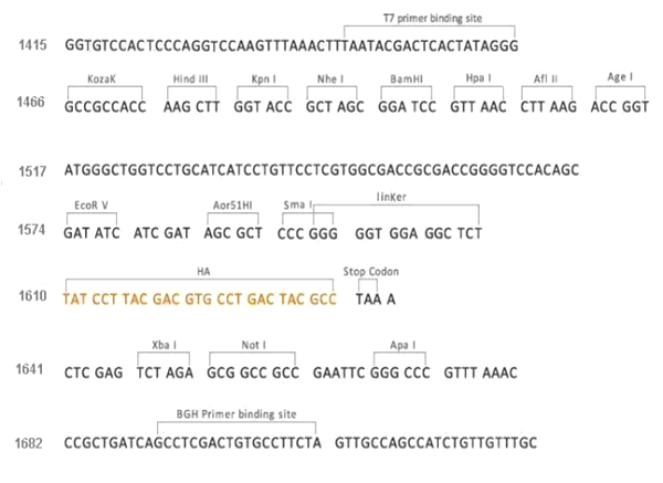 Multiple cloning site image of pCMV3-C-HA