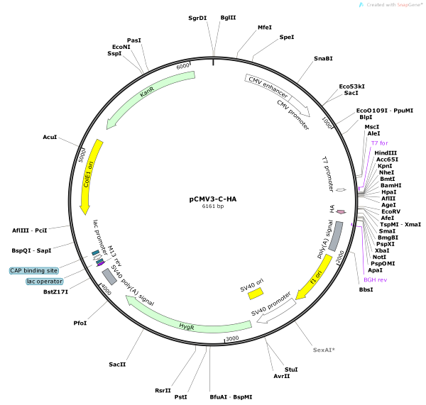 Vector Map of pCMV3-C-HA