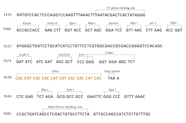 Multiple cloning site image of pCMV3-C-His