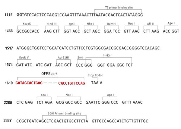 Multiple cloning site image of pCMV3-C-OFPSpark