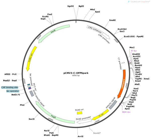 Vector Map of pCMV3-C-OFPSpark