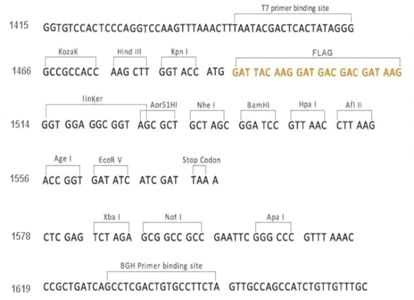 Multiple cloning site image of pCMV3-N-FLAG