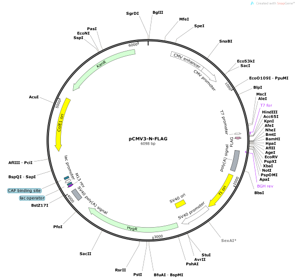 Vector Map of pCMV3-N-FLAG