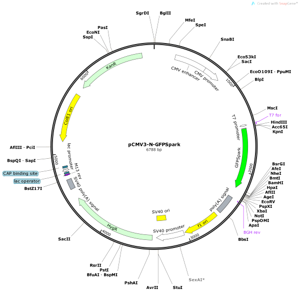 Vector Map of pCMV3-N-GFPSpark