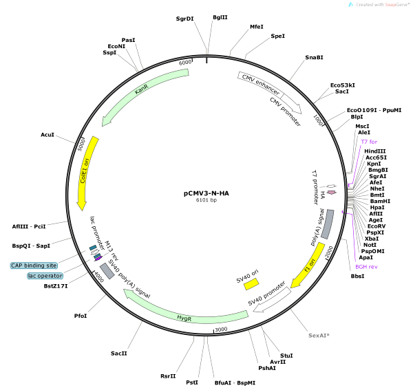 Vector Map of pCMV3-N-HA