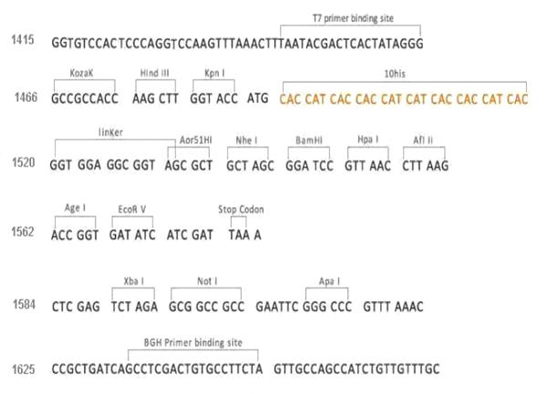 Multiple cloning site image of pCMV3-N-His