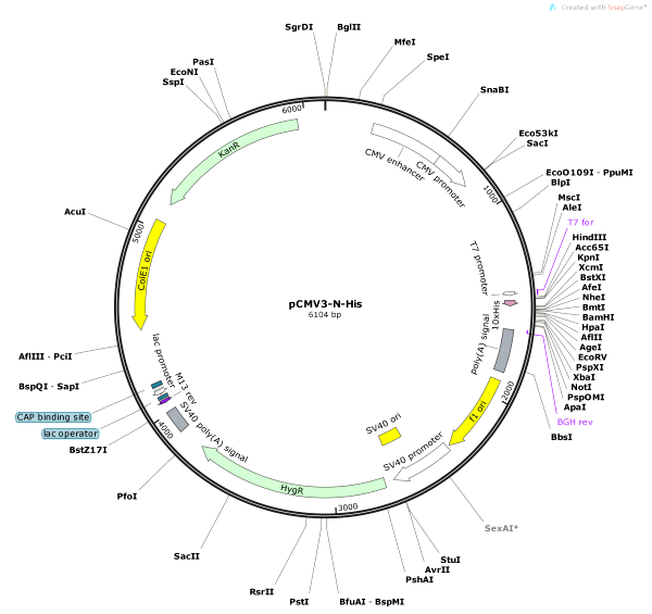 Vector Map of pCMV3-N-His