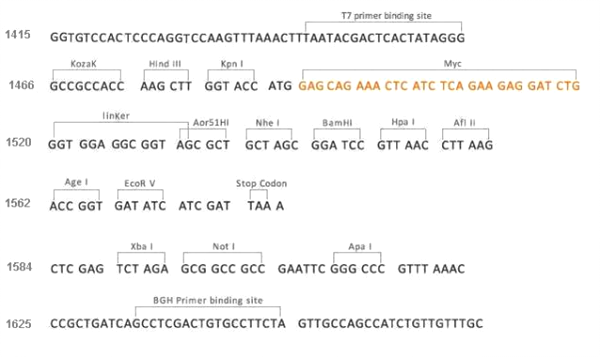 Multiple cloning site image of pCMV3-N-Myc