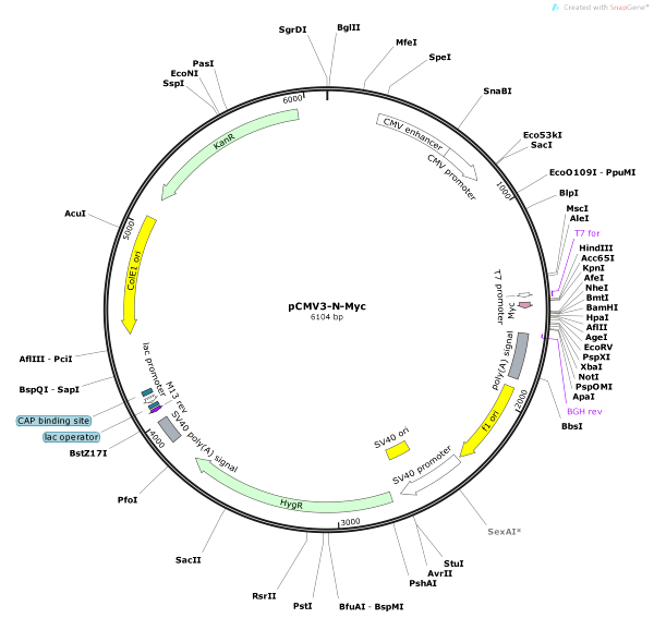 Vector Map of pCMV3-N-Myc