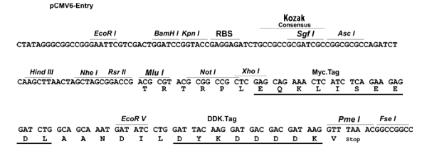 Multiple cloning site image of pCMV6-Entry