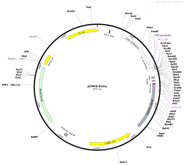 Vector Map of pCMV6-Entry