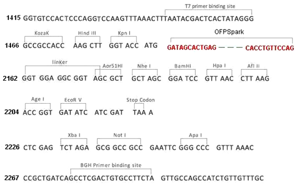 Multiple cloning site image of pCMV3-N-OFPSpark