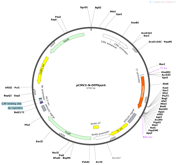 Vector Map of pCMV3-N-OFPSpark