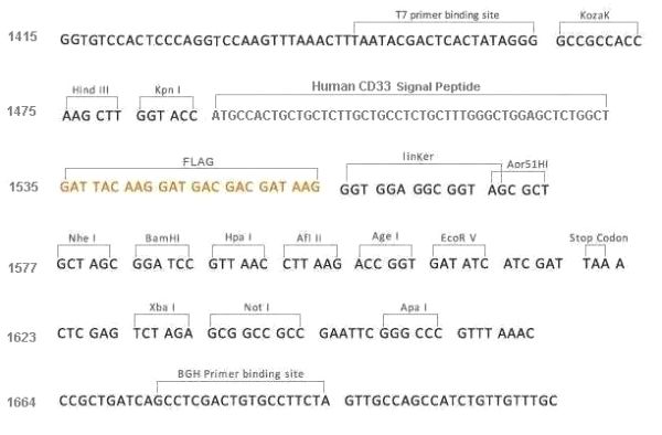 Multiple cloning site image of pCMV3-SP-N-FLAG