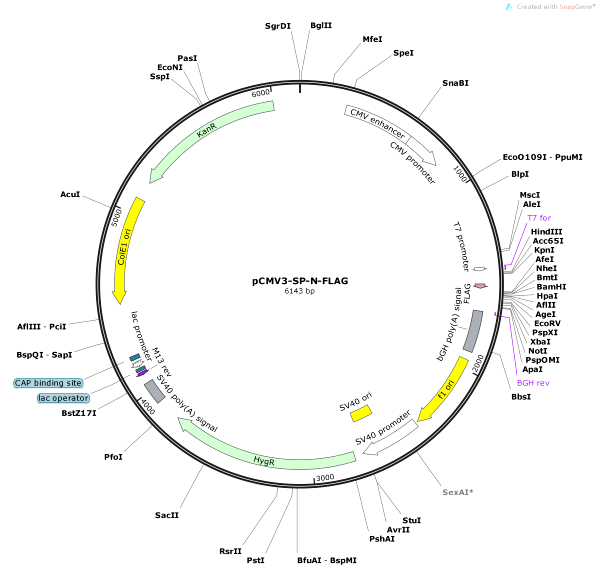 Vector Map of pCMV3-SP-N-FLAG