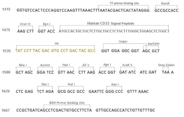 Multiple cloning site image of pCMV3-SP-N-HA