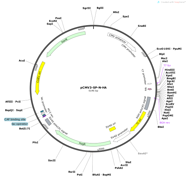 Vector Map of pCMV3-SP-N-HA