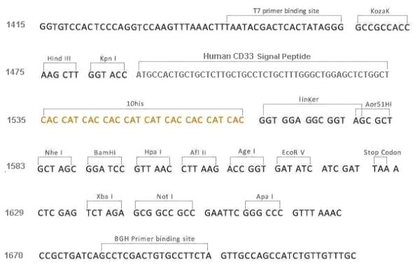 Multiple cloning site image of pCMV3-SP-N-His