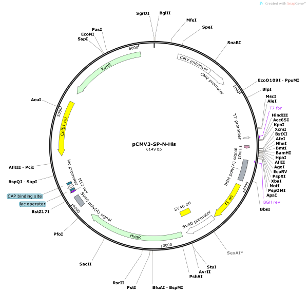 Vector Map of pCMV3-SP-N-His