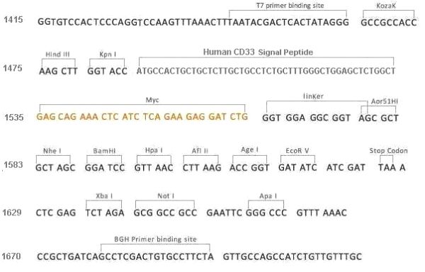 Multiple cloning site image of pCMV3-SP-N-Myc