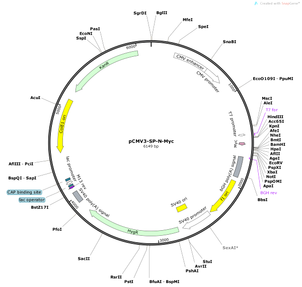 Vector Map of pCMV3-SP-N-Myc