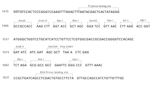 Multiple cloning site image of pCMV3-untagged