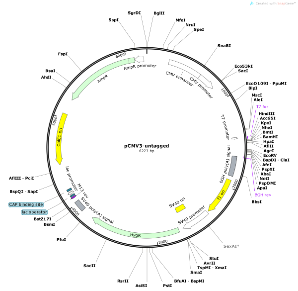 Vector Map of pCMV3-untagged