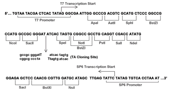 Multiple cloning site image of pGEM-T