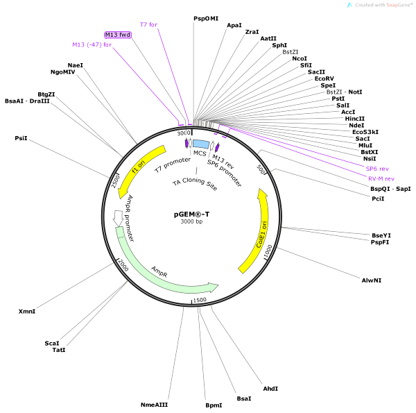 Vector Map of pGEM-T