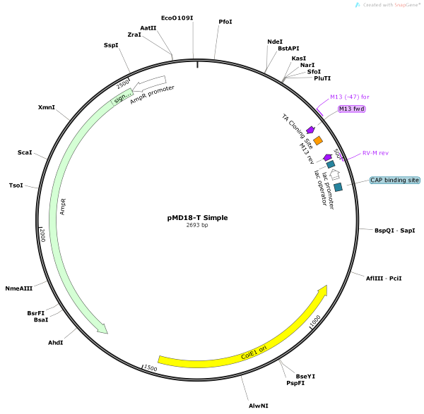 Vector Map of pMD18-T Simple