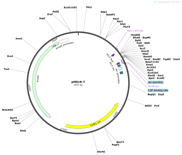 Vector Map of pMD18-T