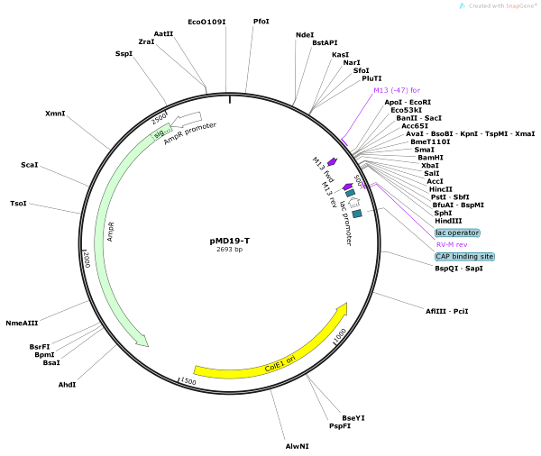 Vector Map of pMD19-T