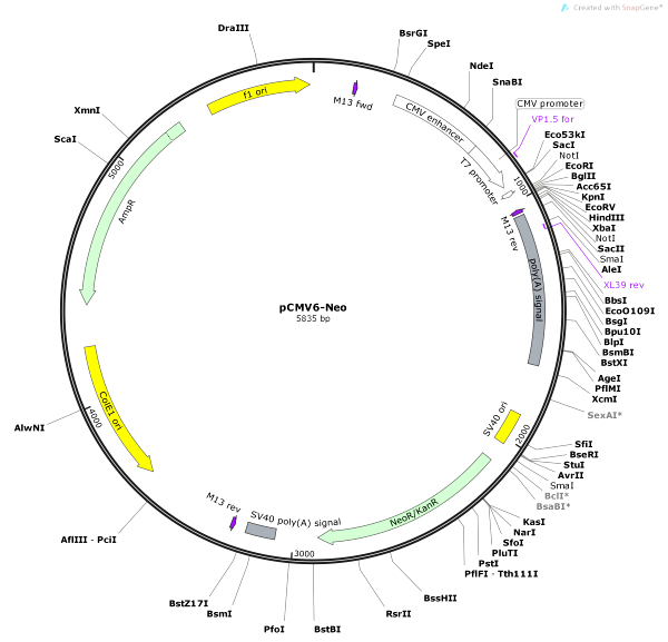 Vector Map of pCMV6-Neo