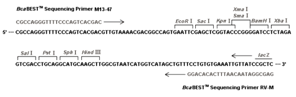 Multiple cloning site image of pUC19