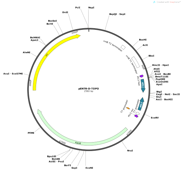Vector Map of pENTR-D-TOPO