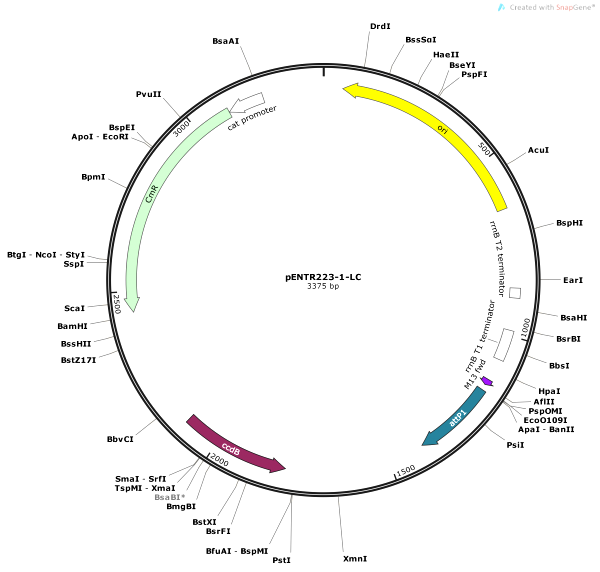 Vector Map of pENTR223-1-LC