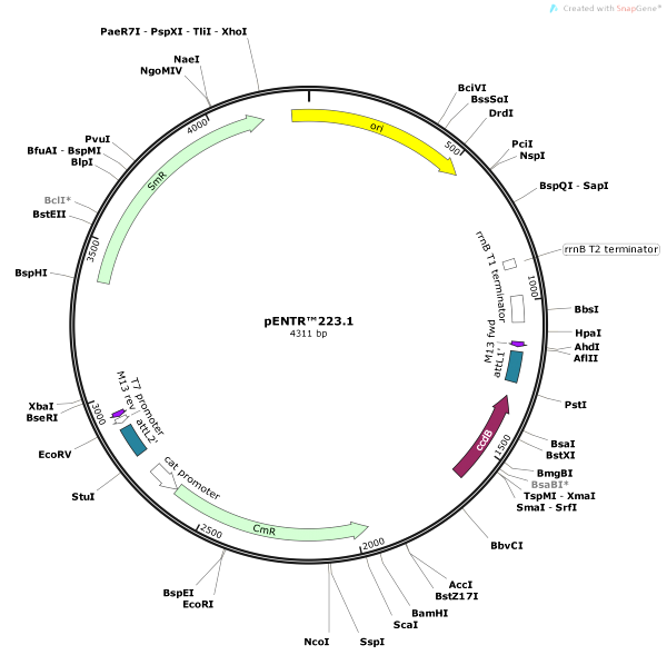 Vector Map of pENTR223-1