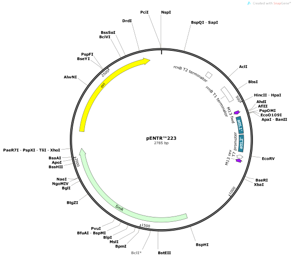 Vector Map of pENTR223