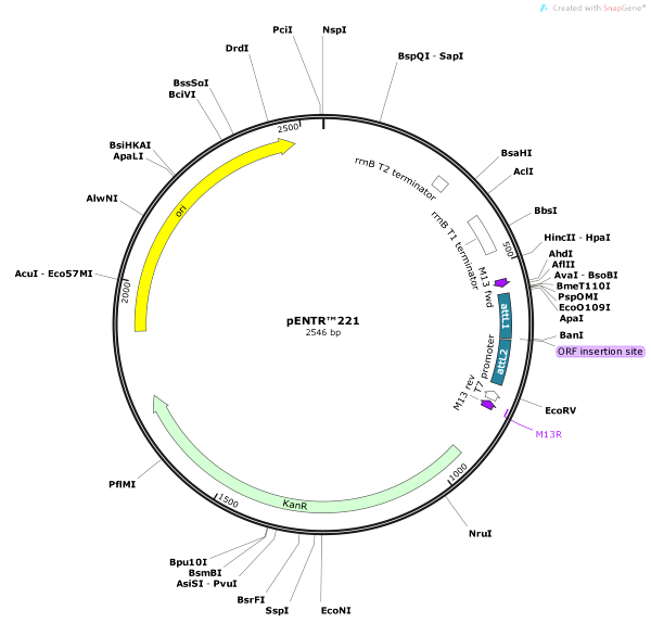 Vector Map of pENTR221