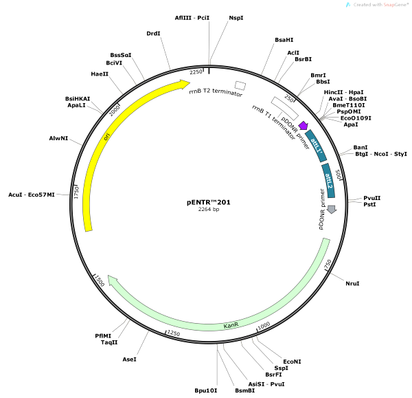 Vector Map of pENTR201