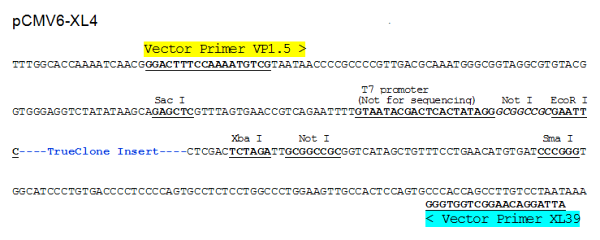 Multiple cloning site image of pCMV6-XL4