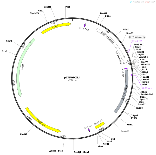 Vector Map of pCMV6-XL4
